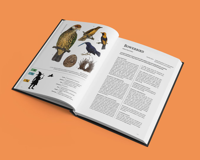 寫給愛鳥人的奇幻博物誌：《Zoologist's Primer》以插畫復刻100 種鳥類
